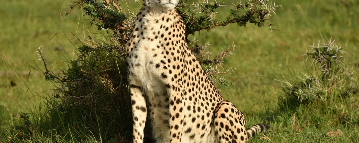 Multi-Country Safaris