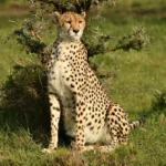 Multi-Country Safaris