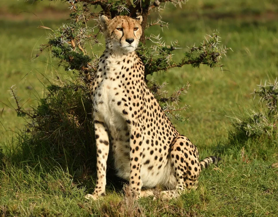 Multi-Country Safaris