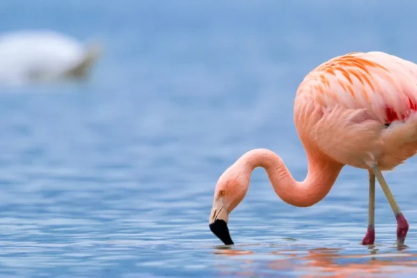 What Rare Bird Species Can Be Spotted in Lake Manyara National Park