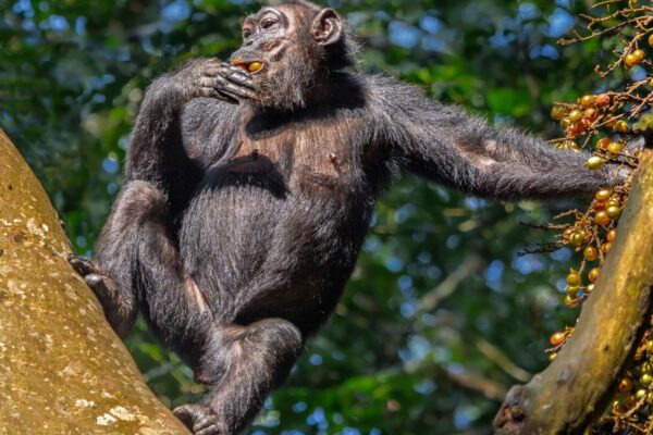 Chimpanzee Tracking Safari in Rwanda