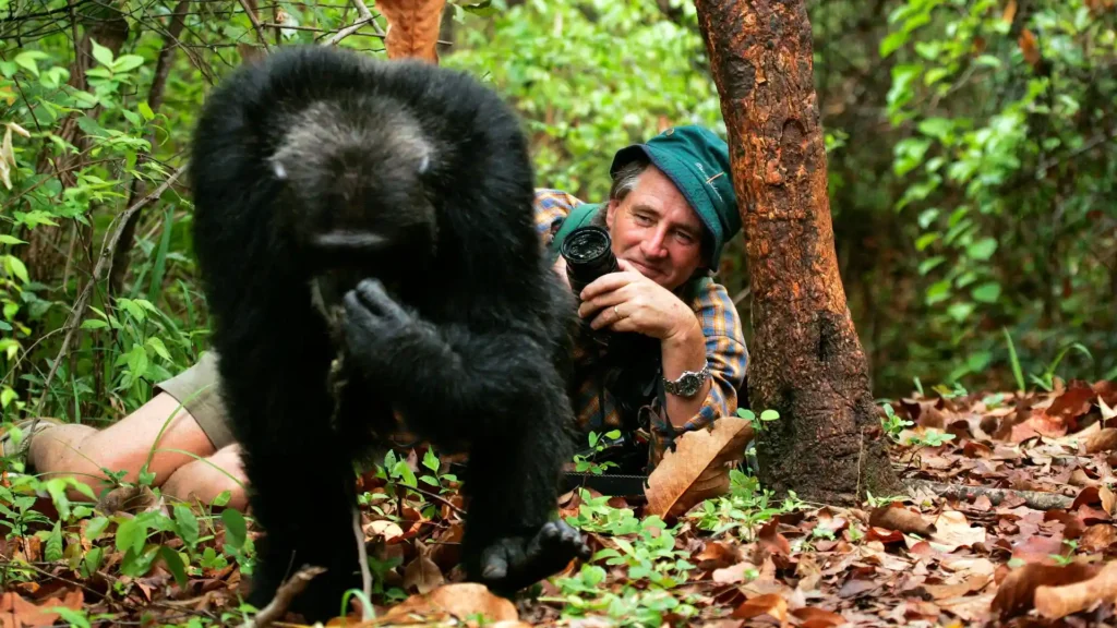 What Should Visitors Expect During a Chimpanzee Tracking Experience?