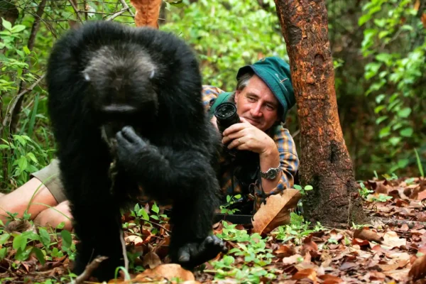 What Should Visitors Expect During a Chimpanzee Tracking Experience