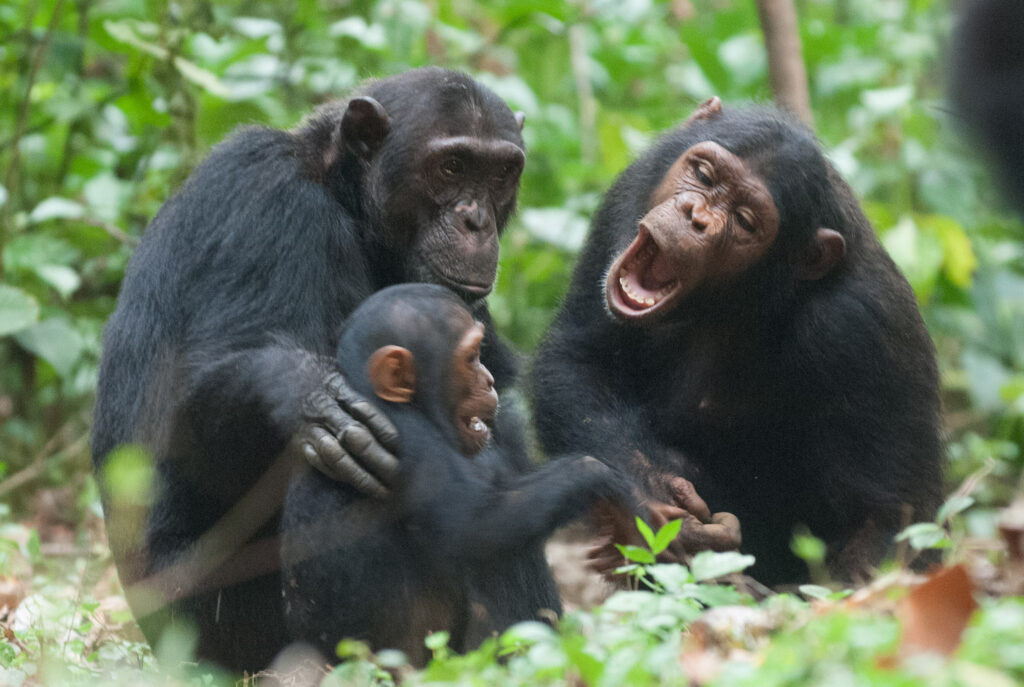Where Can Tourists Go Chimpanzee Tracking in Mahale Mountains National Park?