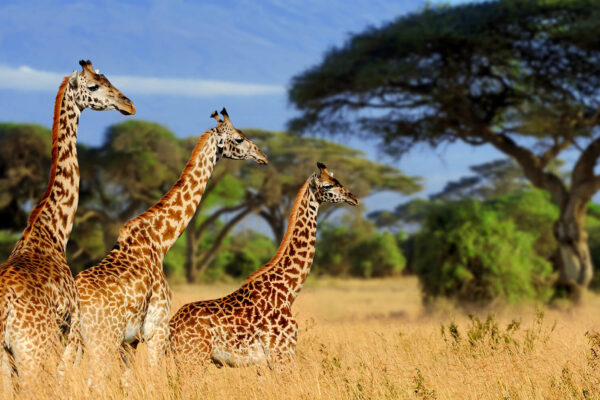 Tanzania Safari Holidays