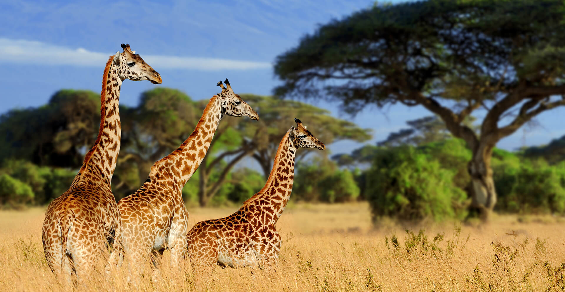 Tanzania Safari Holidays