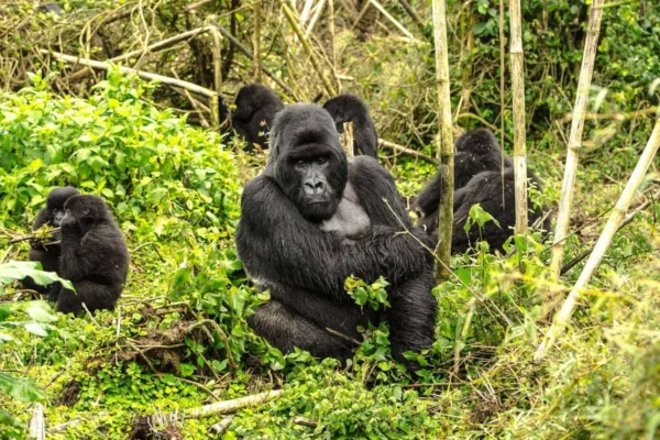 3 Days Bwindi Gorilla Trekking Safari