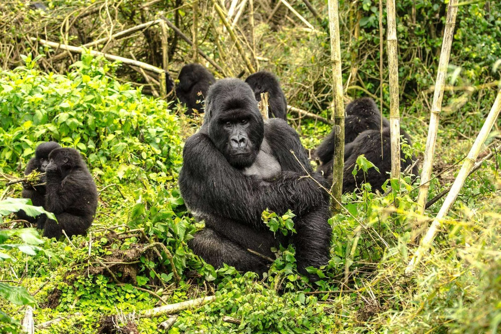 3 Days Bwindi Gorilla Trekking Safari