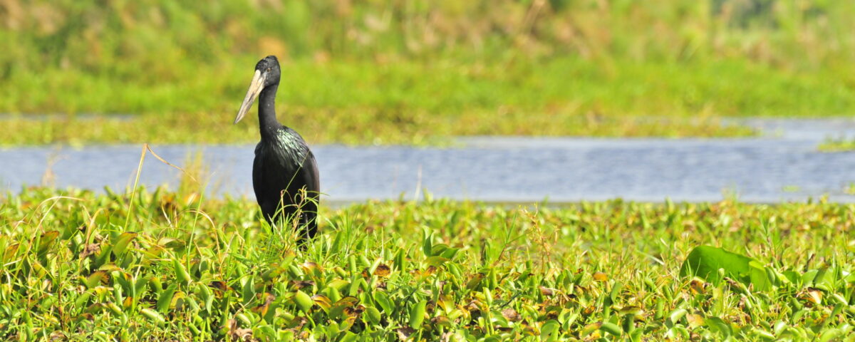  Bird Watching in Rubondo Island