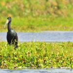  Bird Watching in Rubondo Island
