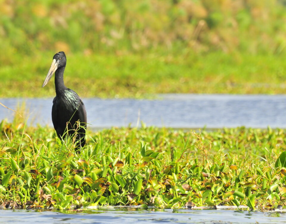 Bird Watching in Rubondo Island