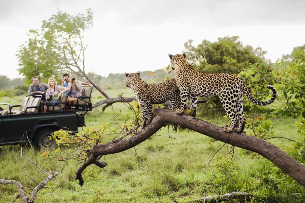 Can Children Join Big Five Safaris?
