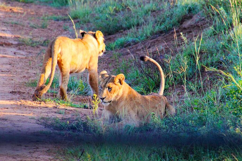 Can Cultural Visits Be Combined with Wildlife Safaris?
