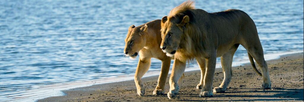 Can I See Beach and Wildlife in Saadani?