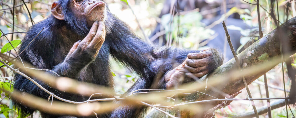 Chimpanzee trekking in Rubondo Island