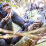 Chimpanzee trekking in Rubondo Island