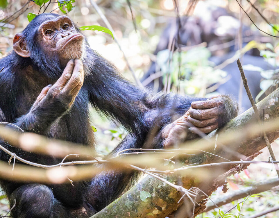 Chimpanzee trekking in Rubondo Island