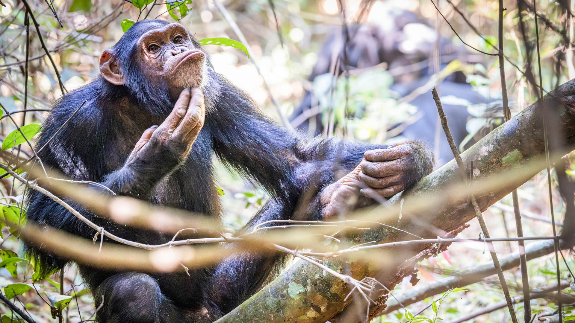 Chimpanzee trekking in Rubondo Island
