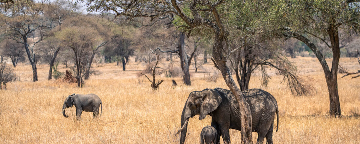 Tarangire National Park