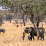 Tarangire National Park