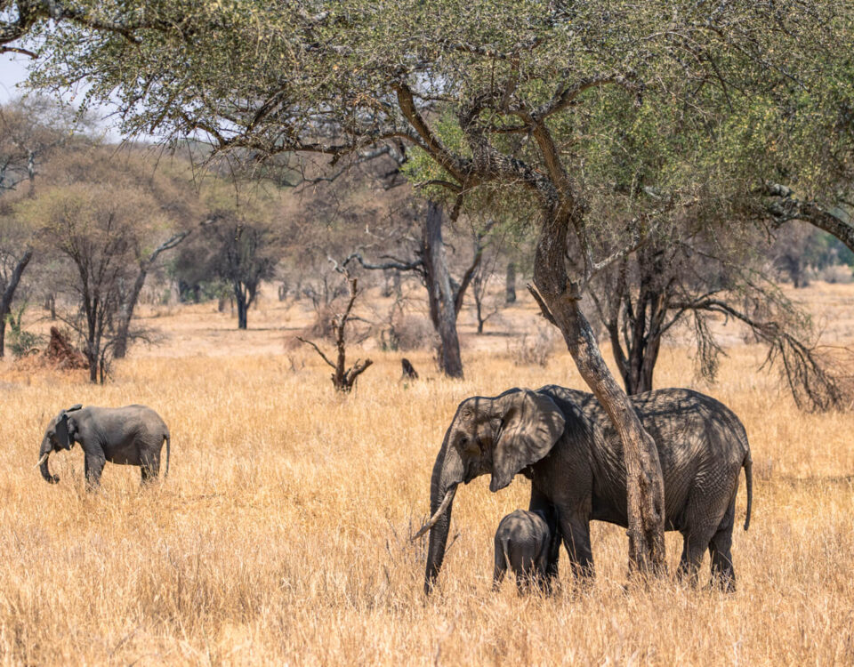 Tarangire National Park