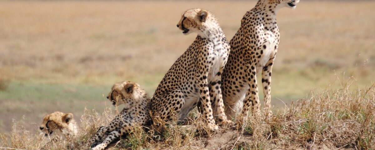 Wildlife in Arusha National Park
