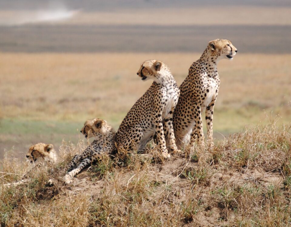 Wildlife in Arusha National Park