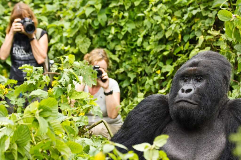 Why Choose Rwanda for an African Safari Experience?