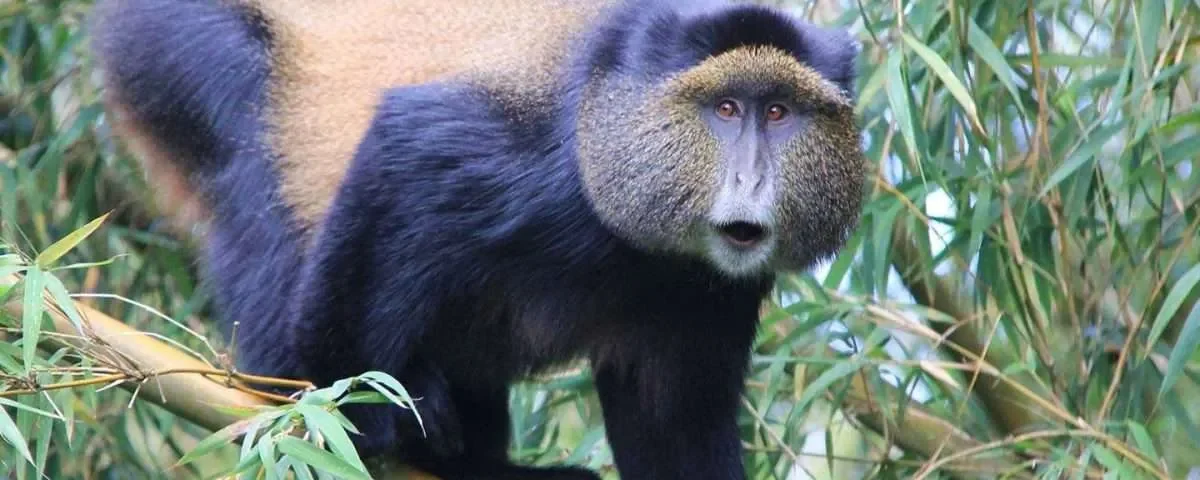 10 Days Uganda Primates and Game Safari