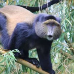 10 Days Uganda Primates and Game Safari