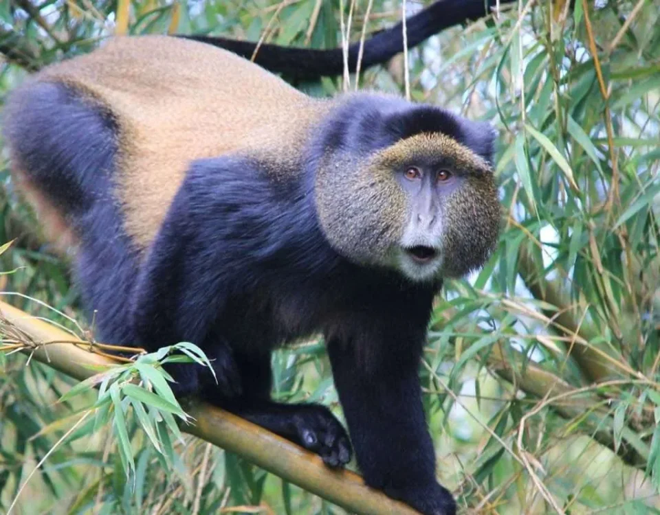 10 Days Uganda Primates and Game Safari