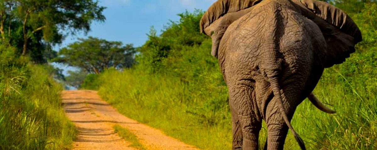 Best Time for Wildlife Safaris in Uganda
