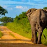 Best Time for Wildlife Safaris in Uganda