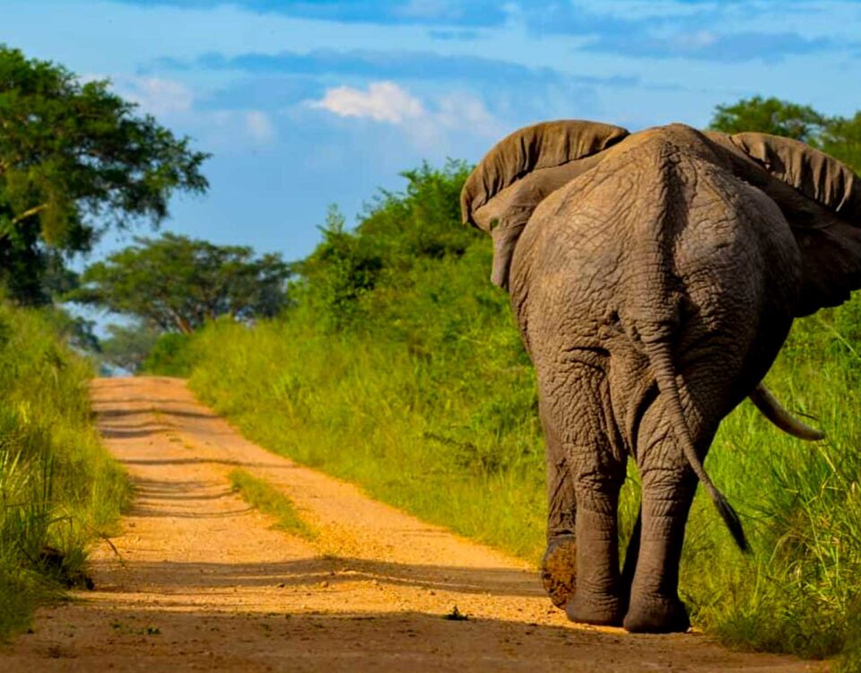 Best Time for Wildlife Safaris in Uganda